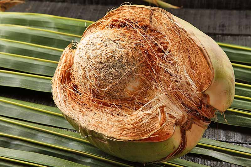 Why Coconut Bowls are so Popular? An Answer from Coconut Bowls Manufacturer  - Simple Decor